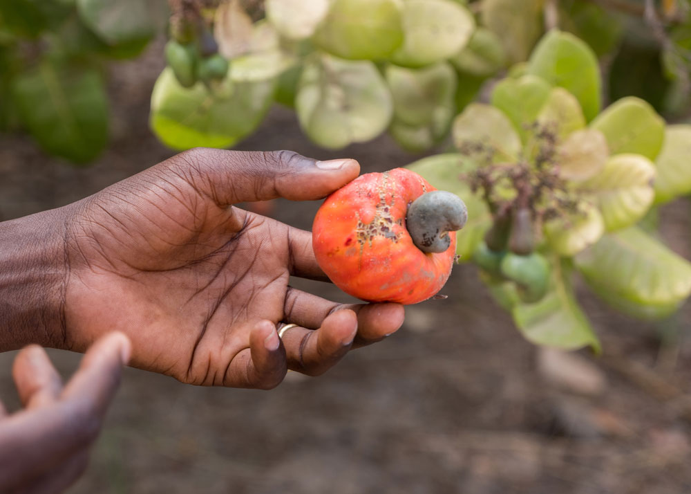 Cashewfrucht Upcycling Ingredients